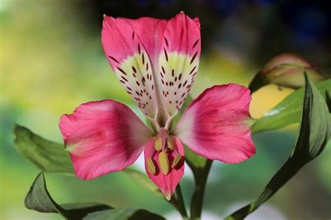 Are Alstroemeria Flowers Toxic to Cats? And Why Do Cats Always Seem to Gravitate Towards the Most Beautiful Things?