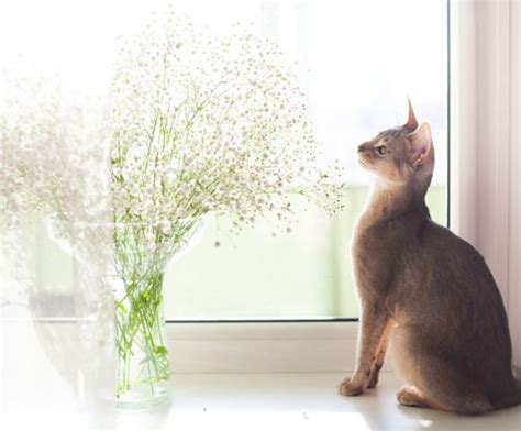 Are Baby Breath Flowers Poisonous to Cats? And Why Do Cats Love Knocking Over Vases?