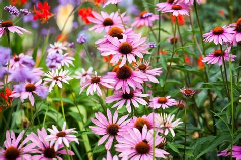 Are Cone Flowers Deer Resistant? Exploring the Intricacies of Garden Dynamics