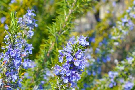 Are Rosemary Flowers Edible: A Dive into Culinary and Mythical Realms