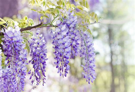 Are Wisteria Flowers Poisonous? Exploring the Mysteries of Nature's Beauty and Danger