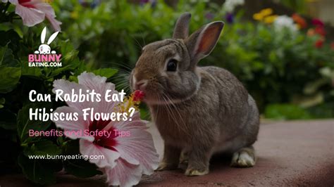 Can Rabbits Eat Hibiscus Flowers? And Why Do They Dream of Electric Carrots?