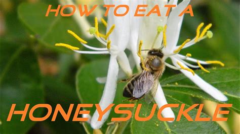 Can You Eat Honeysuckle Flowers? Exploring the Edible and Inedible Aspects of Nature's Sweet Blooms