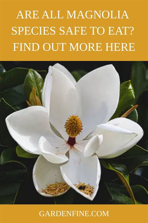 Can You Eat Magnolia Flowers? Exploring the Edibility and Cultural Significance