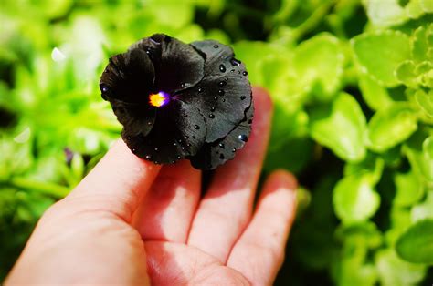 Do Black Flowers Exist? Exploring the Myth and Reality of Nature's Darkest Blooms