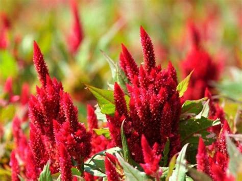 Do Deer Eat Celosia Flowers? And Why Do Gardeners Love Them Anyway?