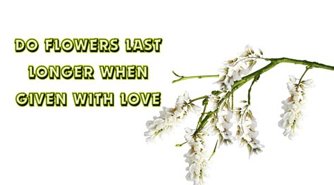 Do Flowers Last Longer When Given with Love, or Do They Simply Bloom Brighter in the Absence of Logic?