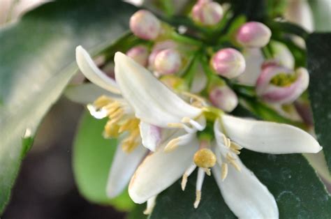 Do Lemon Trees Have Flowers: Exploring the Blossoms of Citrus and Beyond