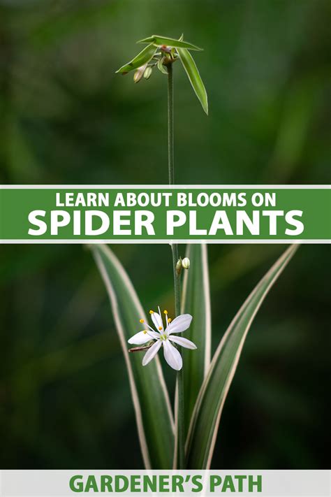 Do Spider Plant Flowers Turn into Babies: A Curious Exploration of Nature's Mysteries