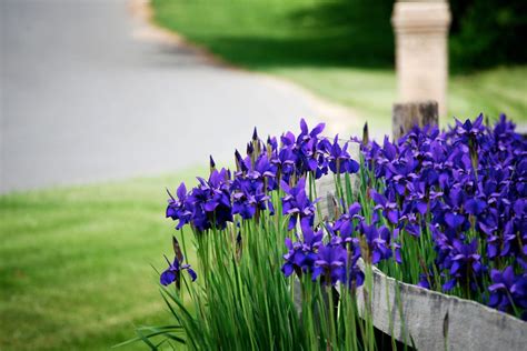 How Long Do Iris Flowers Last: A Blooming Mystery in the Garden of Time