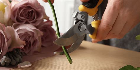 How to Cut Stems of Flowers: A Symphony of Scissors and Petals