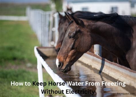 How to Keep Livestock Water from Freezing: A Comprehensive Guide