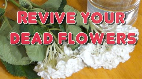 How to Revive Dead Flowers in Soil: A Journey Through Time and Space