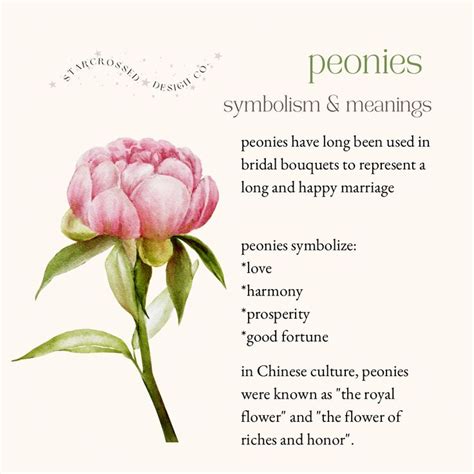 Peonies Flowers Meaning: A Blossom of Contradictions and Symbolism