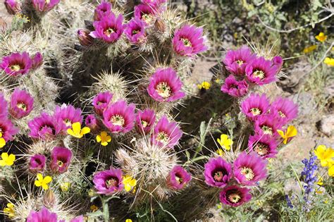 What Are Cactus Flowers Called? Exploring the Mystique of Desert Blooms