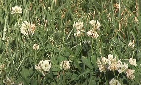 What are the little white flowers in my grass, and why do they seem to whisper secrets to the wind?