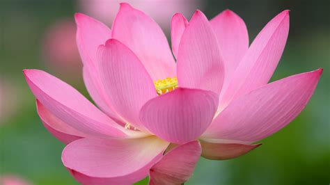 What Colors Do Lotus Flowers Come In: A Kaleidoscope of Nature's Palette