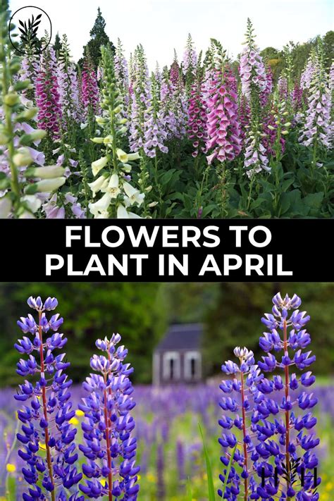 What Flowers to Plant in April: A Guide to Spring Gardening and Beyond