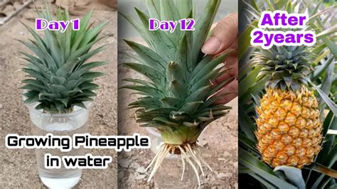 What to Do If You're Greening Out: And Why Pineapples Might Be the Answer