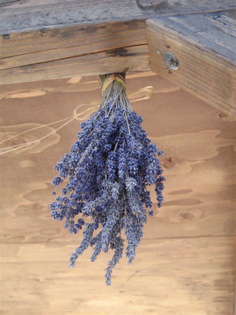 What to Do with Dried Lavender Flowers: Exploring the Aromatic Possibilities and Beyond