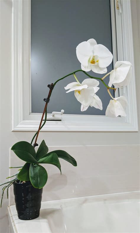 What to Do with Orchid After Flowers Fall Off: A Journey into the Mystical World of Post-Bloom Care and Beyond