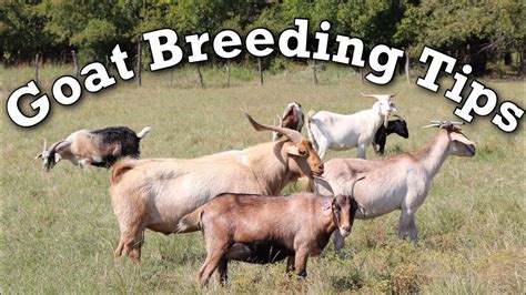 When is Goat Breeding Season? And Why Do Goats Love Mondays?