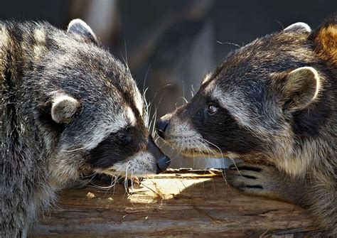 When is Raccoon Breeding Season: A Curious Intersection of Nature and Urban Myths