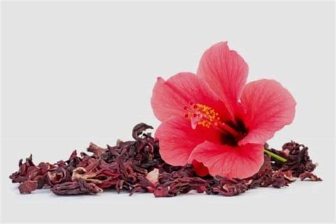 Where to Buy Dried Hibiscus Flowers: Exploring the World of Floral Delights and Unexpected Connections