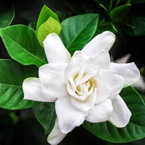 Where to Buy Gardenia Flowers Near Me: A Whimsical Exploration of Floral Possibilities