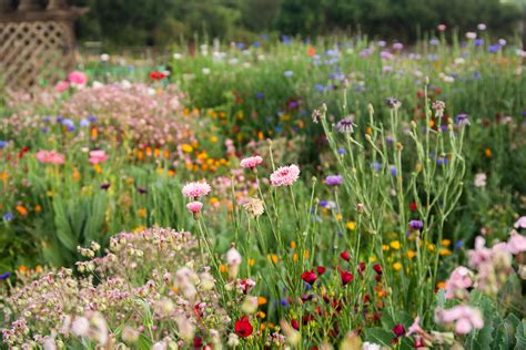 Where to See Wild Flowers Near Me: A Journey Through Nature's Palette