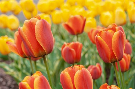 Which Country Produces the Most Flowers? And Why Do Tulips Make People Smile?