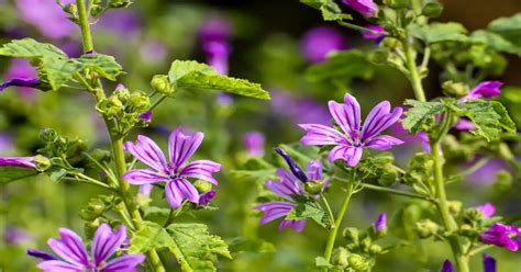 Why Are My Flowers Wilting: A Symphony of Chaos in the Garden