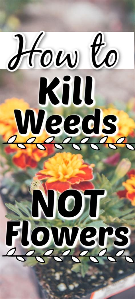 Will Weed and Feed Kill Flowers? And Why Do Plants Dream in Chlorophyll?